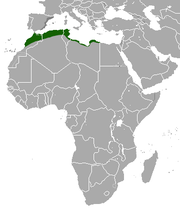 Aire de répartition d'Hérisson d'Algérie