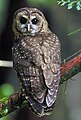 Image 1The northern spotted owl primarily inhabits old-growth forests in the northern part of its range (Canada to southern Oregon) and landscapes with a mix of old and younger forest types in the southern part of its range (the Klamath region and California). (from Old-growth forest)