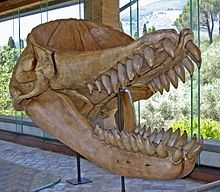 Velká lebka druhu Livyatan melvillei stojící proti oknu, která je orientovaná směrem napravo. Lebka má otevřené čelisit s výraznými zuby