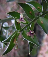 Ruscus aculeatus met bloemen op het fyllocladium (verbrede bladsteel)