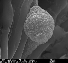 Pollen grain