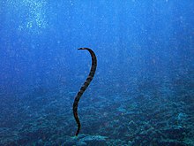 A snake swimming towards the sea floor