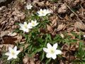 L'anemone bianco (A.nemorosa, qui fotografato in Francia) cresce in tutte le regioni d'Italia escluse Sicilia e Sardegna