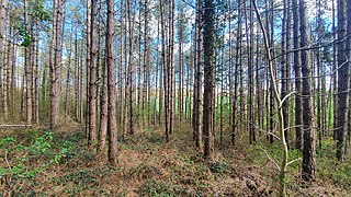 La partie sud du bois des Gâts des Osmeaux, principalement composée de conifères.