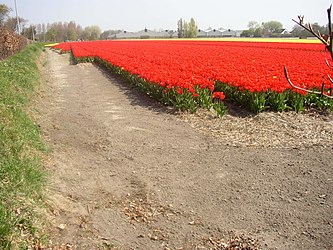 Bollenvelden in 2005, Noordwijkerhout