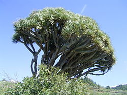 Hábito de Dracaena draco, o dragoeiro, uma nolinóidea com crescimento secundário anómalo.