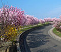 Mandelblüte an der Deutschen Weinstraße