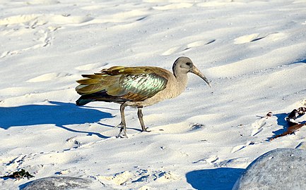 Hadada ibis