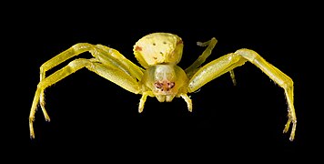 Misumena vatia