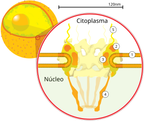 Sección transversal dun poro nuclear na superficie da envoltura nuclear (1). Outros elementos son (2) o anel externo, (3) raios, (4) cesta e (5) filamentos.