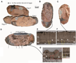 Collection of several embryo-bearing eggs of oviraptorids