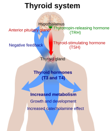 Diagram človeka - velika modra puščica kaže vplive tiroksina na telo, zelena in rdeča puščica pa vplive TSH in TRH