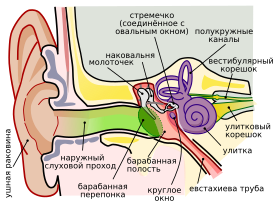 Строение уха