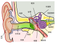 人耳解剖