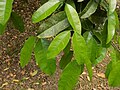 Garcinia kola leaves, Limbe Botanical Gardens