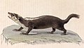 Javan ferret-badger