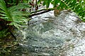 Natural artesian spring