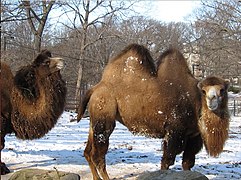 Camels