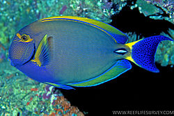 Kangaja macho-mlia (Acanthurus dussumieri)