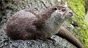 Brown and white mustelid on rock