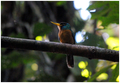 Jacamar cara azul