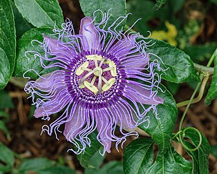 Flor-da-paixão (Passiflora incarnata), jardim botânico de Norfolk, Estados Unidos. (definição 4 049 × 3 249)