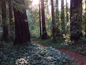 A view of coast redwoods at Play Bowl in La Honda, a woody area situated at the end of Play Bowl Drive and traversed by the La Honda Creek.