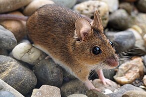 Șoarece gulerat (Apodemus flavicollis)