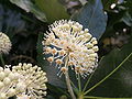 八角金盤屬植物的繖形花序