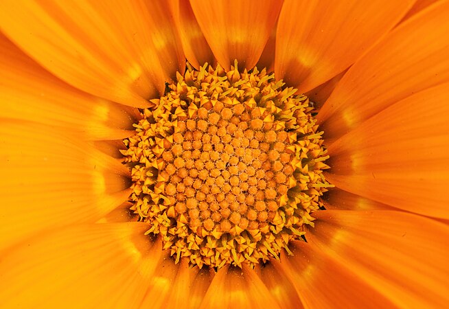 圖為赤褐勳章菊（Gazania krebsiana），攝於加拿大魁北克省魁北克市。