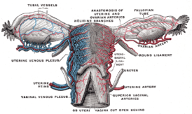 Кровоснабжение женских половых органов. Яичники изображены в верхнем левом и верхнем правом углах.