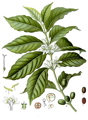 Araabika-Kofe (Coffea arabica)