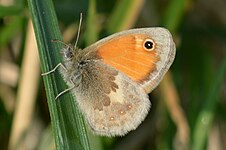 Okkergul randøje Coenonympha pamphilus