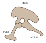 The general pelvis of Ornithischia (left) and Saurischia (right) illustrating the differences highlighted by Seeley (1888) as justifying their independent evolution