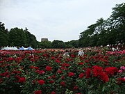 與野公園（日语：与野公園）玫瑰園