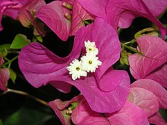 Bougainvillea glabra