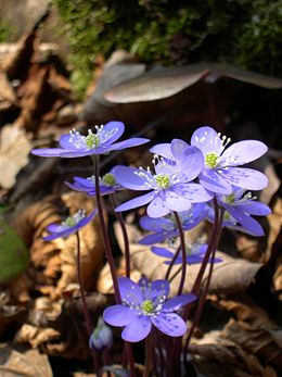 Triskiautė žibuoklė (Hepatica nobilis)