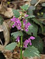 Lamium maculatum