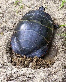 Seekor kura-kura betina mengorek sarang untuk bertelur.