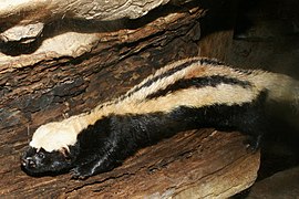 Poecilogale albinucha