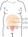 تغير حجم الرحم خلال مراحل الحمل