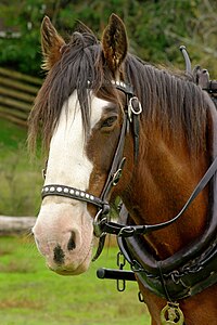 Tête d'un cheval, marron avec une large zone de blanc sur la face.