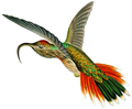 Краснохвостый колибри