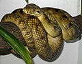 amethystine python