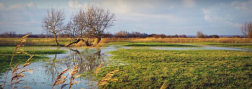 Marais de Varreville en hiver.