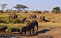 Serengeti Milli Parkında səhər bir fil sürüsü
