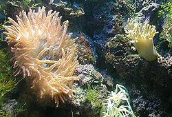 Antozoários: anémona-do-mar (Actiniaria) e coral-mole (Octocorallia).