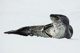 Antarctic Sound-2016-Brown Bluff–Leopard seal (Hydrurga leptonyx) 04