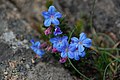 Lithodora prostata na Coruña.