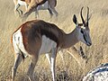 Antidorcas marsupialis en Namibia